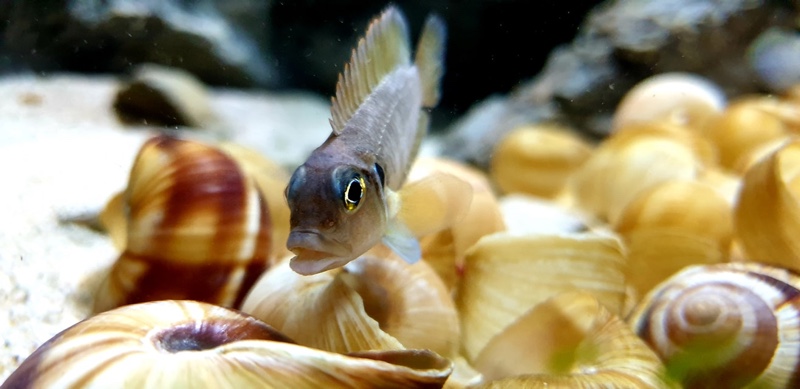 Lamprologus ocellatus 'Isanga Bay'